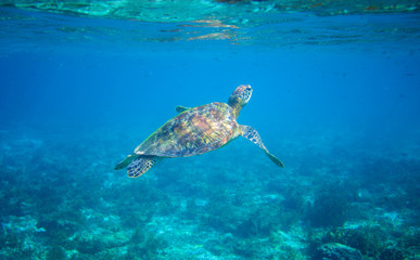 Sea turtle in turquoise blue water. Green sea turtle closeup. Wildlife of tropical coral reef.