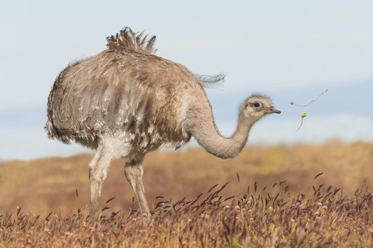 &Ntilde;andu (Rhea pennata) comiendo en la pampa
