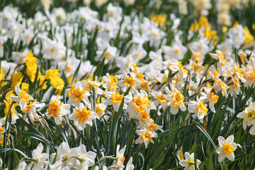 Large collection of different cultivars of daffodils during the mass flowering in early spring