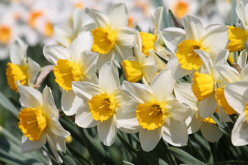 Large group of blooming white daffodils on flowerbed. Cultivars from Large-cupped Group with white petals and central yellow corona
