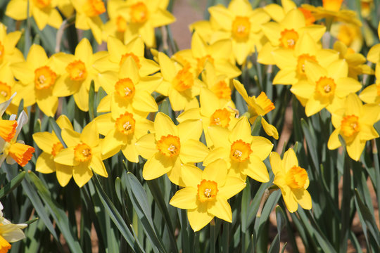 Large group of blooming yellow daffodils, lit by bright spring sun on flower bed