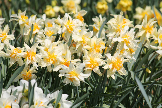 Large group of blooming white-yellow daffodils on flowerbed. Cultivars from Double Group