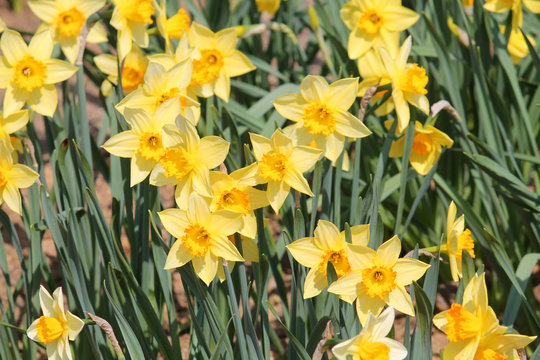 Large group of blooming yellow daffodils on flowerbed