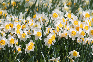 Large group of blooming white daffodils on flowerbed. Cultivars from Large-cupped Group with white petals and central yellow corona
