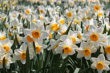 Crédence de cuisine en verre imprimé Narcisse Grand groupe de jonquilles blanches en fleurs sur parterre de fleurs. Cultivars du groupe à grandes coupes avec des pétales blancs et une couronne jaune centrale