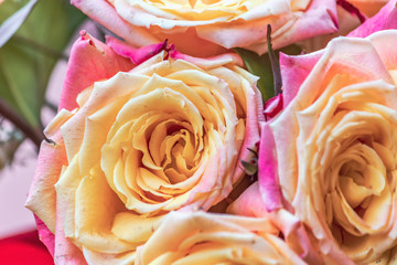 close up grouped multi-colored roses