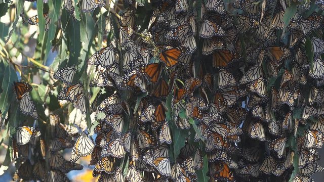 Monarch Butterfly Migration