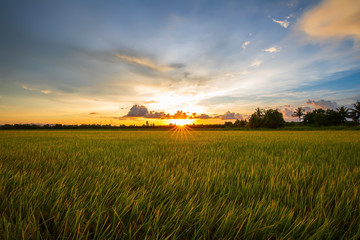 Rice field view during sunset