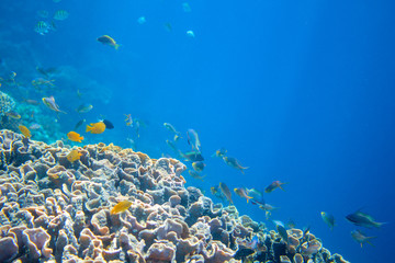 Fototapeta na wymiar Coral reef wall with tropical fish. Warm blue sea view with clean water and sunlight.