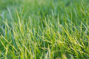 Green grass. Natural grass. Green grass.