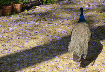 Beautiful peacock and violet flowers