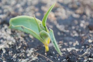 Seedling of a tulip. A small tblan. Seedling of a flower.