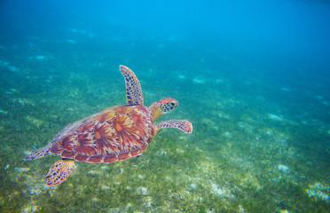 Sea turtle in tropical lagoon. Green sea turtle closeup. Wildlife of tropical coral reef.