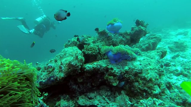 Underwater photographer floats over an anemone garden - Indian Ocean, Maldives
