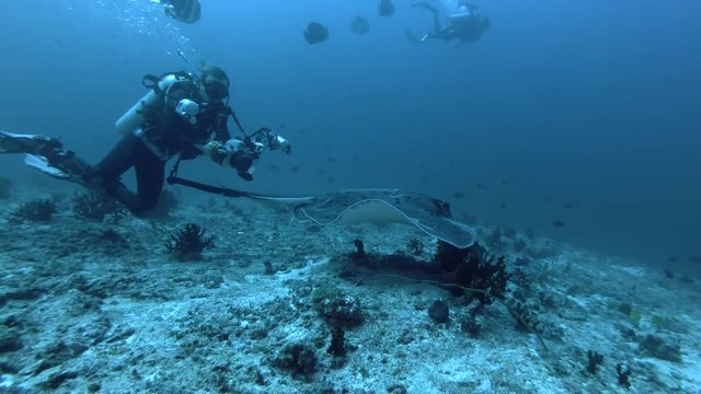 Underwater photographer shooting stingray soaring over the reef. Round ribbontail ray - Taeniura meyeni, Indian Ocean, Maldives
