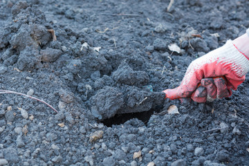 A man planted bushes. Plant a tree. Seedling of currant.