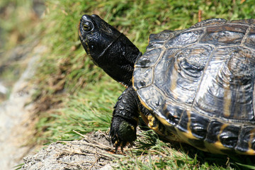 Terrapin - Beacon Hill Park, Victoria, BC, Canada