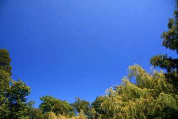 Blue Sky + Forest - Beacon Hill Park, Victoria, BC, Canada