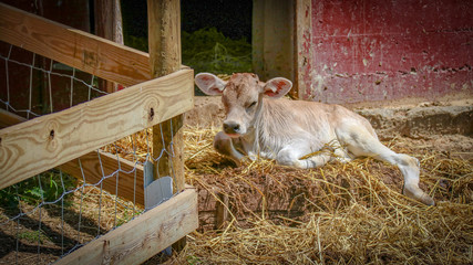 Baby Calf