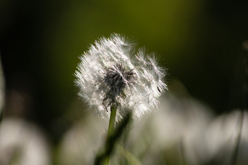 dandelion seed in springtime meadow