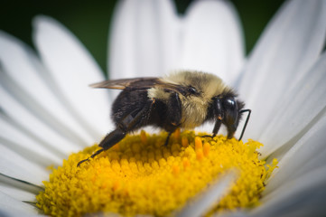 Bee Pollinating 