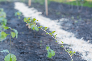 Seedling of the bush. A small bush. to plant bushes. Grow bushes.