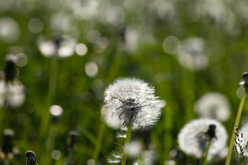 dandelion seed in springtime meadow