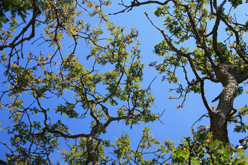 Beacon Hill Park, Victoria, BC, Canada