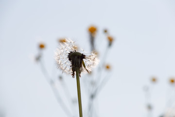 dandelion seed in springtime meadow