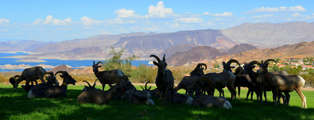 Beautiful landscape and antelope silhouette with lake view in Nevada Usa