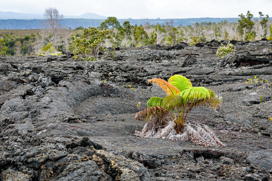 Resilient Amau Fern growing in the middle of an old lava field
