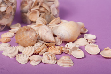conchas marinhas no fundo lilás