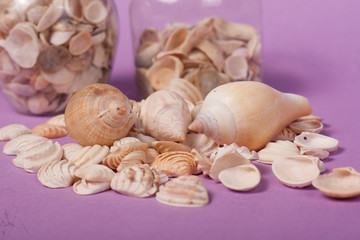 conchas marinhas no fundo lilás