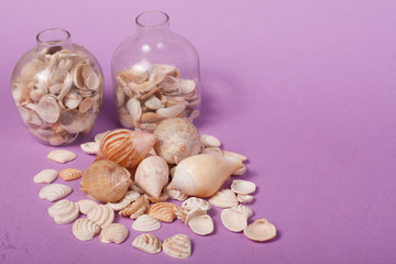 conchas marinhas no fundo lilás