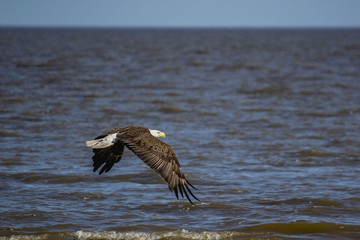 American Bald Eagle on the beach