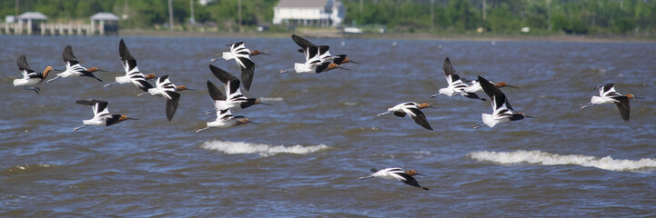 American Avocets