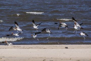 American Avocets