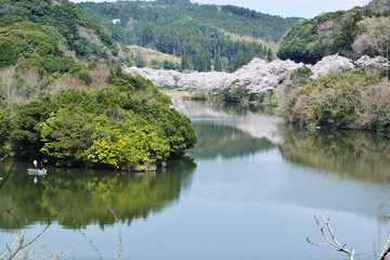 安岐ダムの桜　　　　