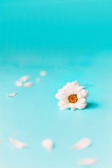 Fototapeta na wymiar white flower daisy on blue background, spring time, happy