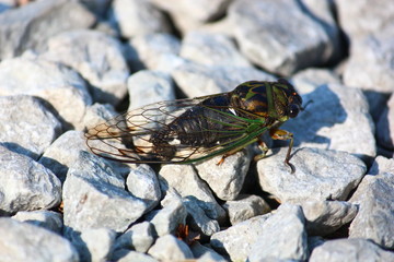 Obraz premium Cicada on the rocks