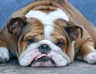 Obraz premium lazy dog days