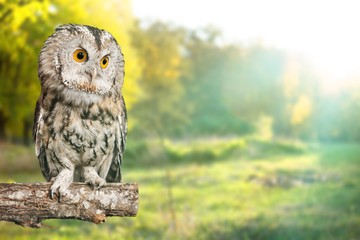 Owl.