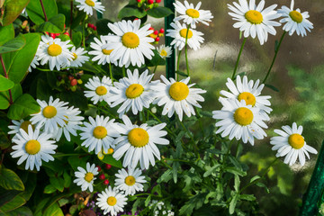 Ox-eye daisy flowers bloom in the garden in Poland on September.