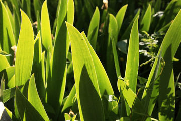 Obraz premium Plante herbeuse