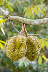 Durian fruit on tree