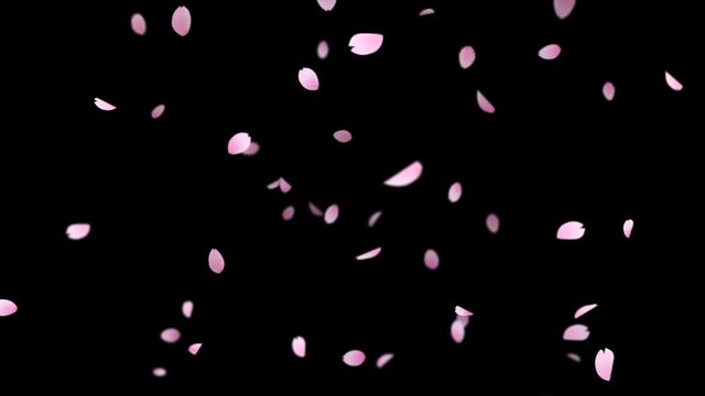 Sakura_Falling_Big_Loop&Alpha