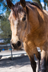 Naklejka premium Gavins' rain Chex