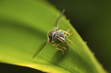  fruit fly on the leaf