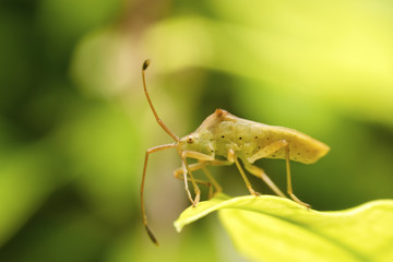 True bugs on green leaf