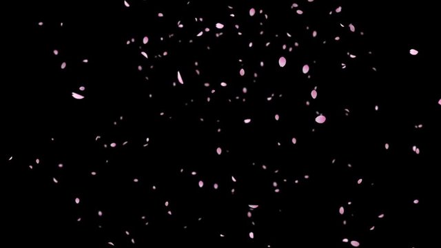Sakura_Falling_Small_Loop&Alpha